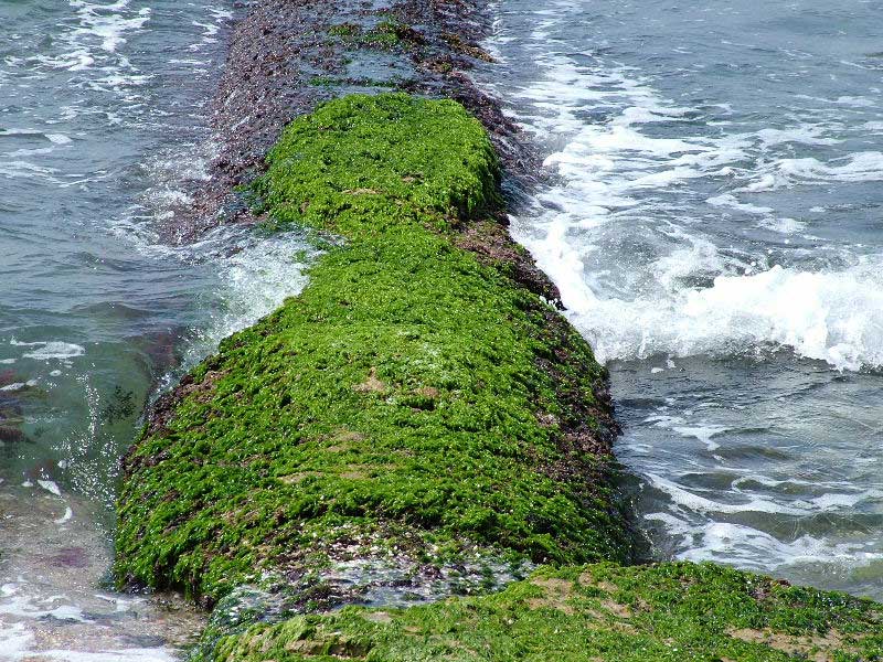 Foto de Palma de Mallorca (Illes Balears), España