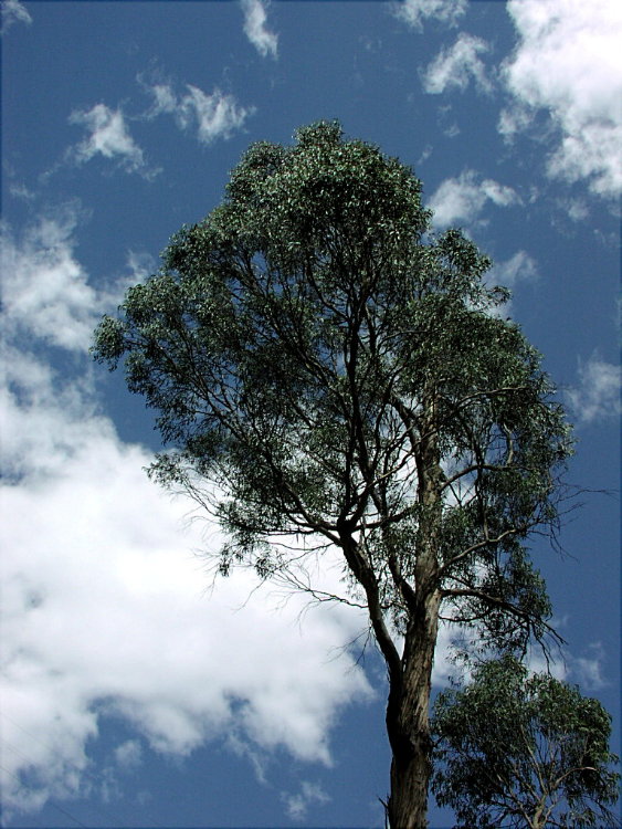 Foto de Tumbapaccha, Perú