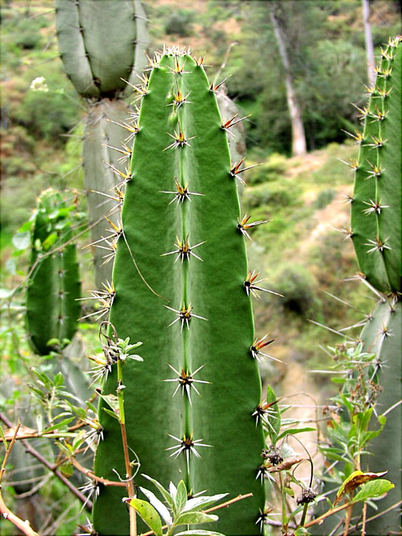Foto de Tumbapaccha, Perú