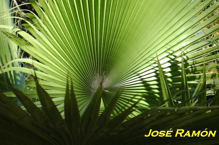 Foto de Jerez  de la Frontera (Cádiz), España