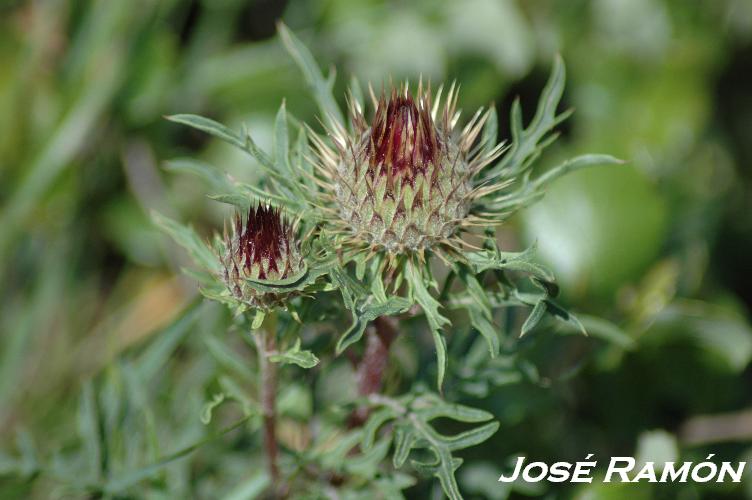 Foto de Alcalá de los Gazules (Cádiz), España