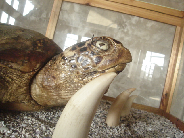 Foto de QUINTAY, Chile