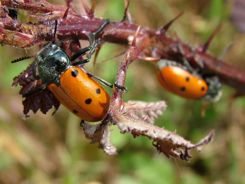 Foto de Palma de Mallorca (Illes Balears), España