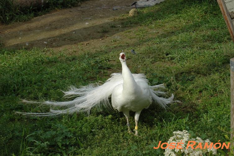 Foto de Jerez  de la Frontera (Cádiz), España