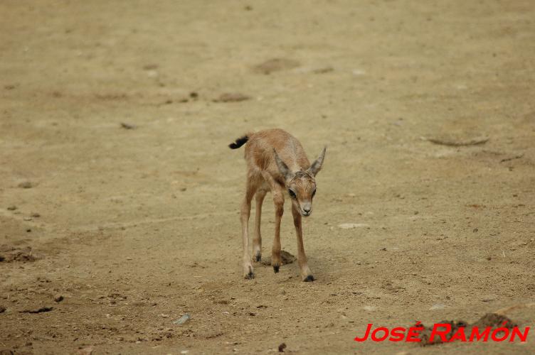 Foto de Jerez  de la Frontera (Cádiz), España