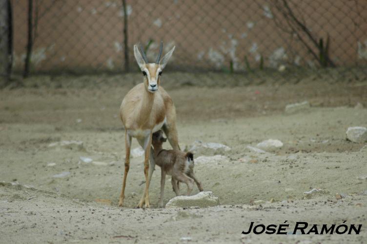Foto de Jerez  de la Frontera (Cádiz), España