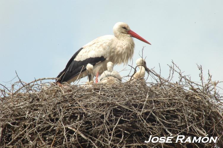 Foto de Jerez  de la Frontera (Cádiz), España