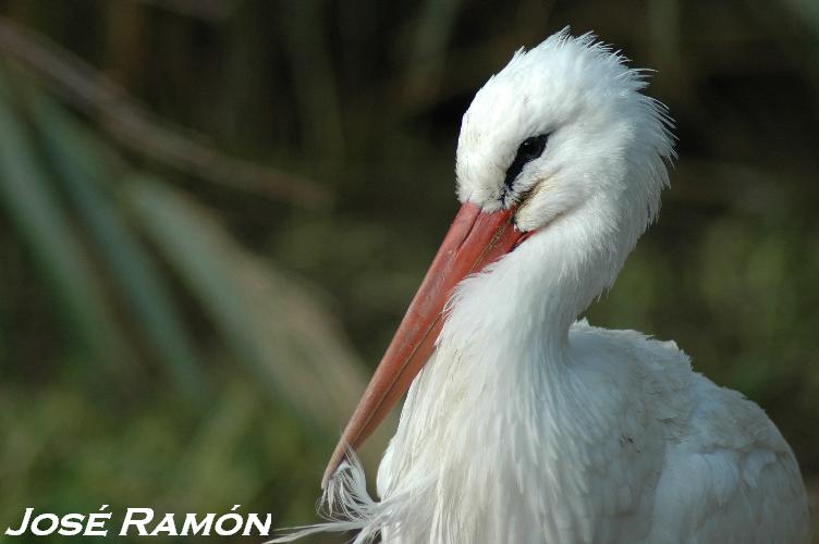 Foto de Jerez  de la Frontera (Cádiz), España