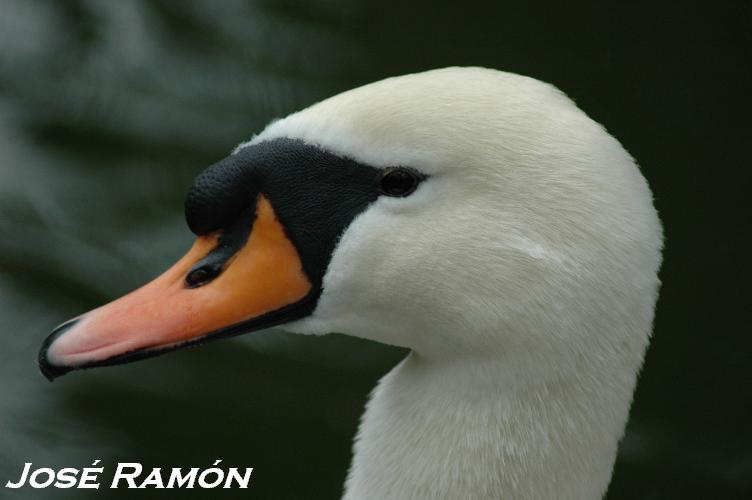 Foto de Jerez  de la Frontera (Cádiz), España