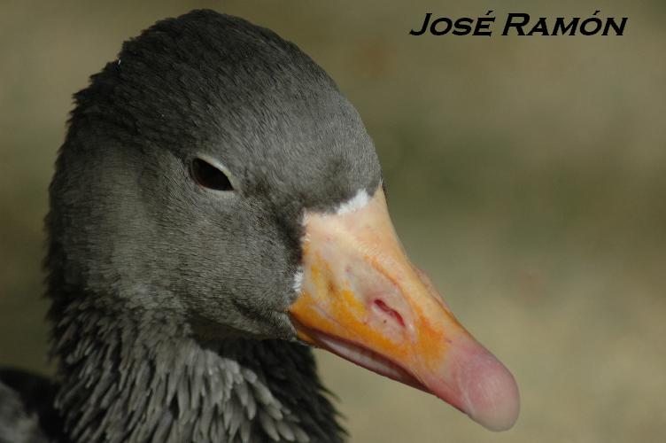 Foto de Jerez  de la Frontera (Cádiz), España