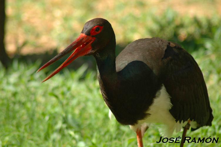 Foto de Alcalá de los Gazules (Cádiz), España