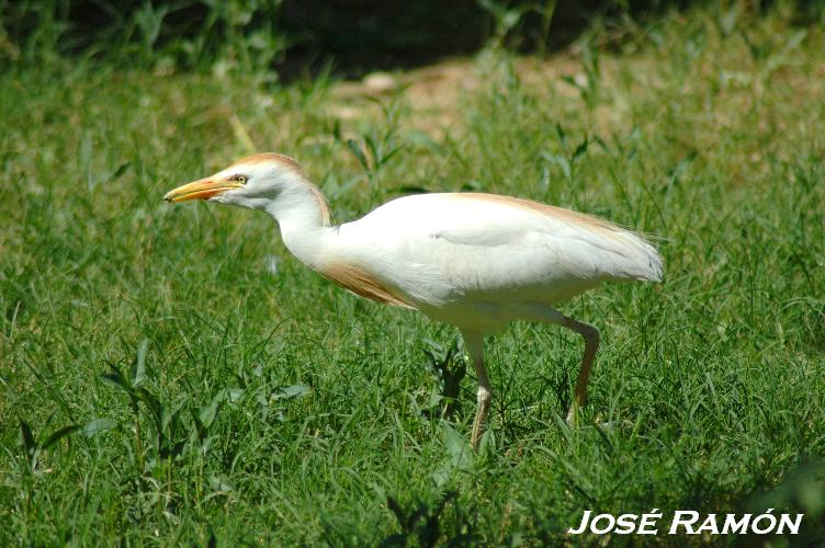 Foto de Alcalá de los Gazules (Cádiz), España