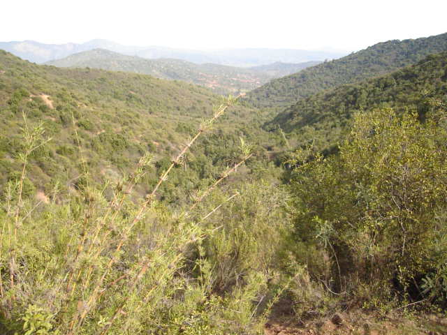 Foto de QUILPUE, Chile