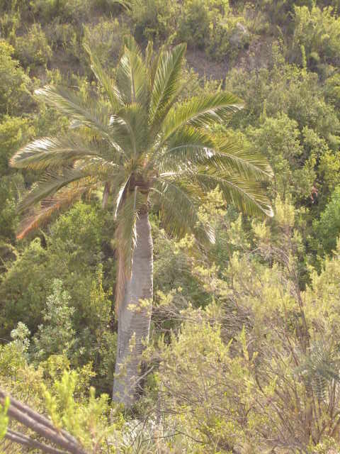 Foto de QUILPUE, Chile