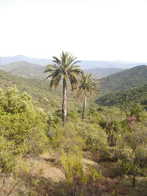 Foto de QUILPUE, Chile