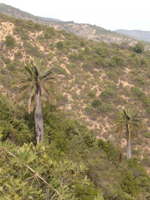 Foto de QUILPUE, Chile