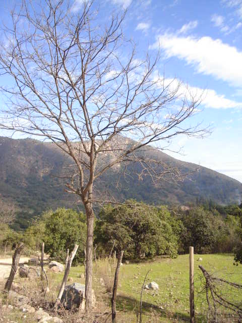 Foto de OLMUE, Chile