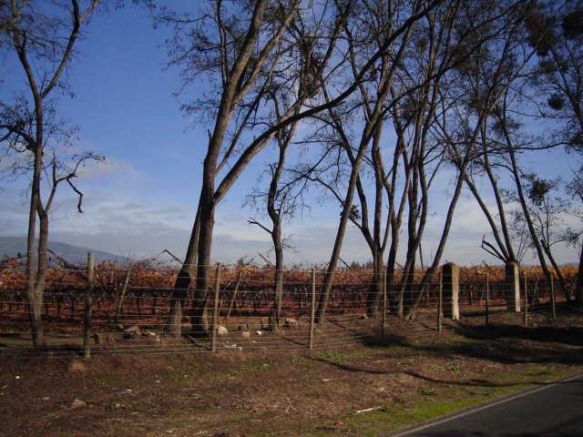 Foto de OLMUE, Chile