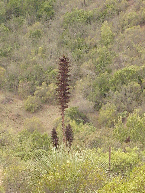 Foto de QUILPUE, Chile