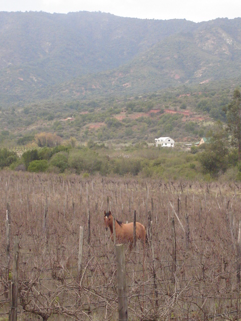 Foto de QUILPUE, Chile