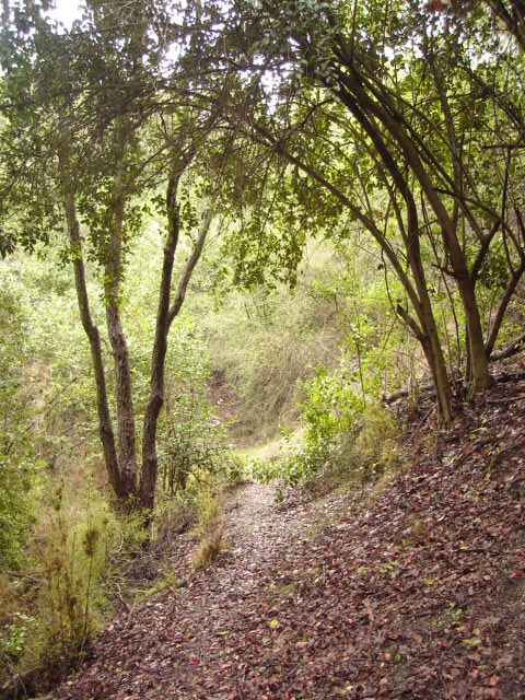 Foto de QUILPUE, Chile