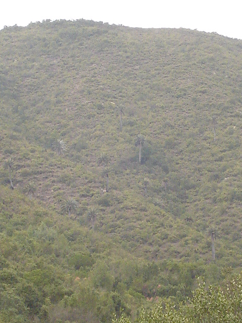 Foto de QUILPUE, Chile