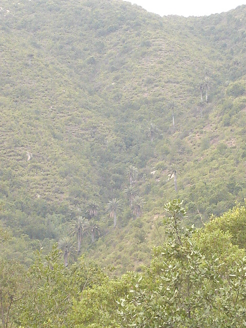 Foto de QUILPUE, Chile