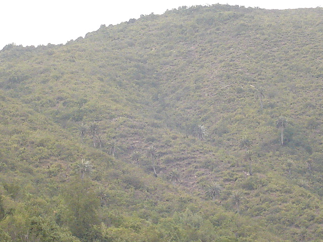 Foto de QUILPUE, Chile