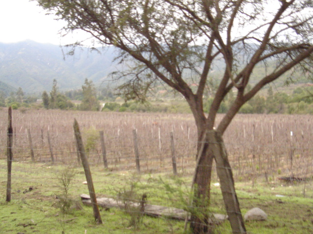 Foto de QUILPUE, Chile