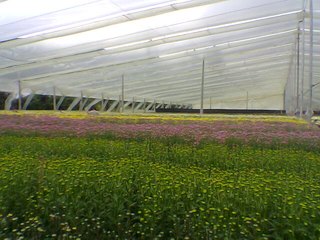 Foto de La Ceja ( Departamento de Antioquia), Colombia