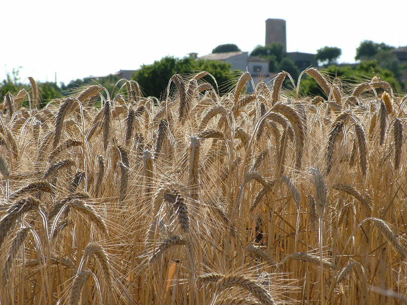 Foto de Mallorca (Illes Balears), España