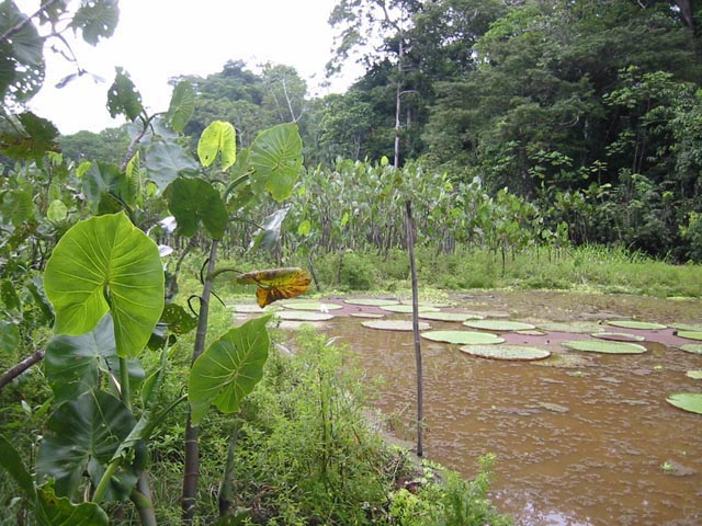 Foto de Iquitos, Perú