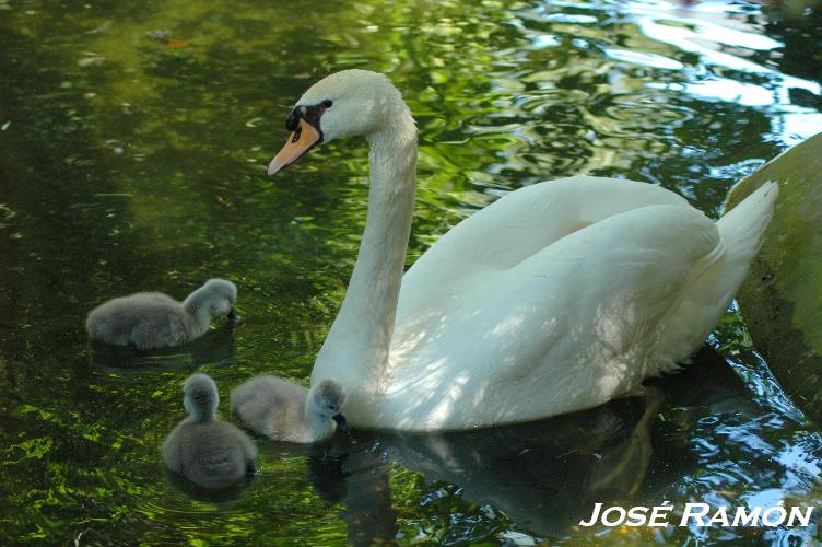 Foto de Jerez  de la Frontera (Cádiz), España