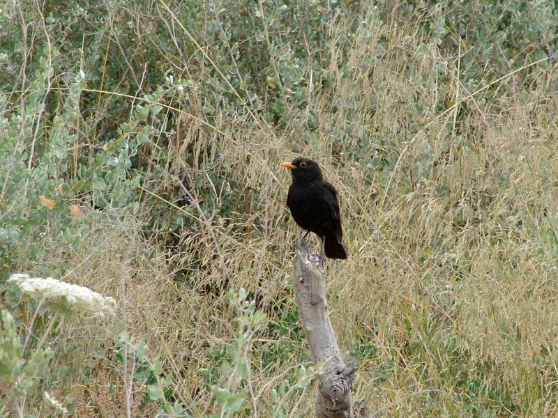 Foto de Palma de Mallorca (Illes Balears), España
