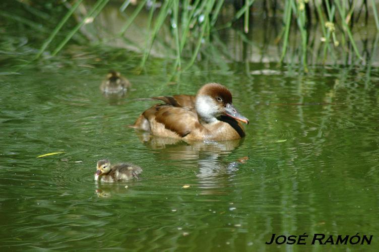 Foto de Jerez  de la Frontera (Cádiz), España