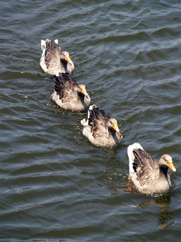 Foto de Mallorca (Illes Balears), España