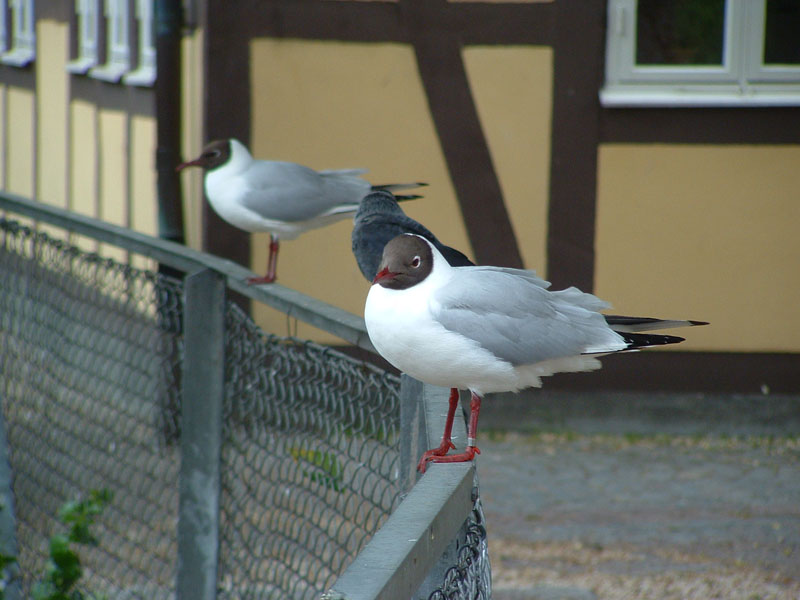 Foto de Ystad, Suecia