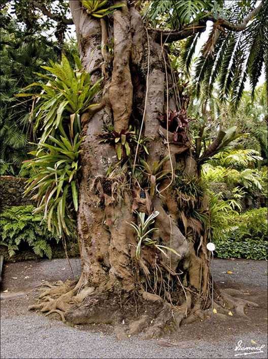 Foto de Puerto de la Cruz - Tenerife (Santa Cruz de Tenerife), España