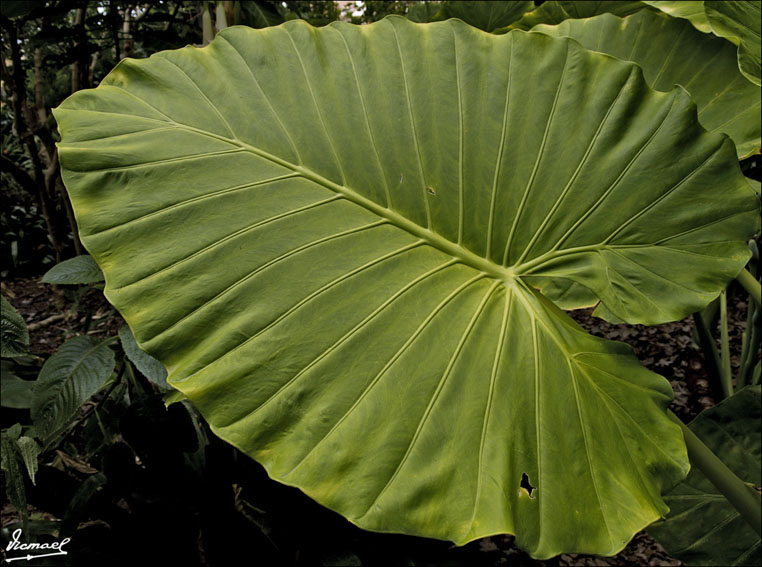 Foto de Puerto de la Cruz - Tenerife (Santa Cruz de Tenerife), España