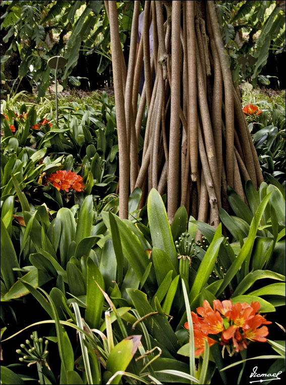 Foto de Puerto de la Cruz - Tenerife (Santa Cruz de Tenerife), España