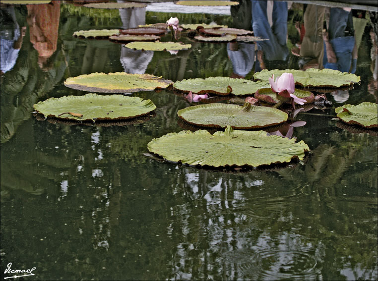 Foto de Puerto de la Cruz - Tenerife (Santa Cruz de Tenerife), España