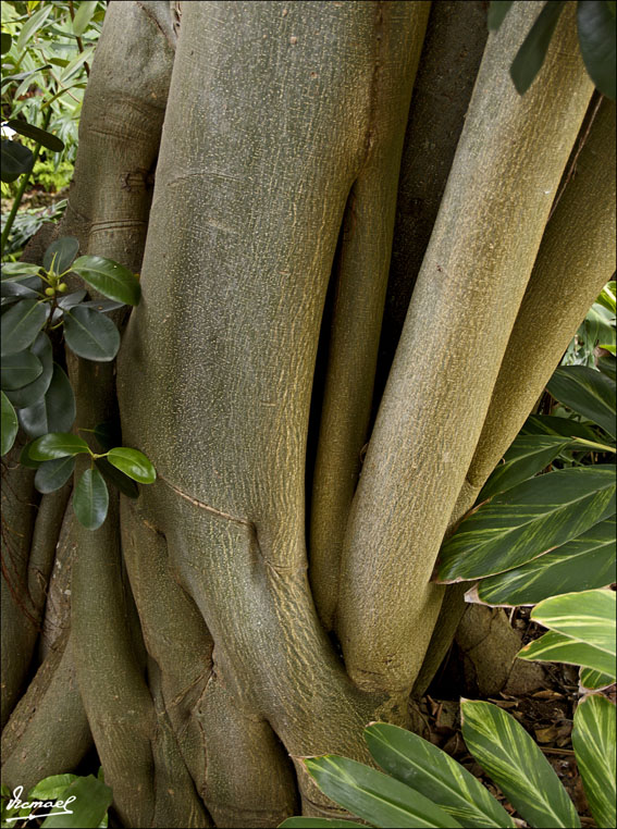 Foto de Puerto de la Cruz - Tenerife (Santa Cruz de Tenerife), España