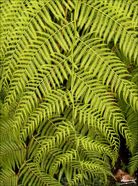 Foto de Puerto de la Cruz - Tenerife (Santa Cruz de Tenerife), España