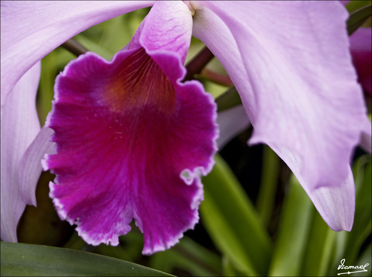 Foto de Puerto de la Cruz - Tenerife (Santa Cruz de Tenerife), España