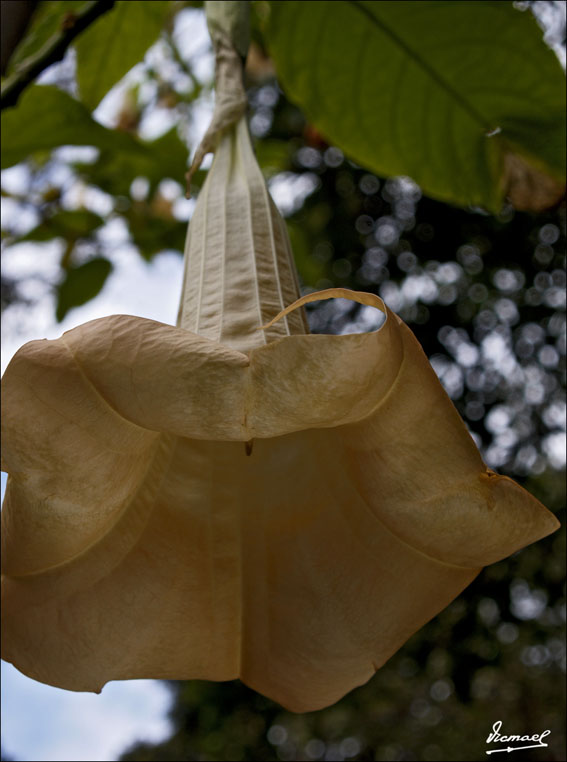 Foto de Puerto de la Cruz - Tenerife (Santa Cruz de Tenerife), España