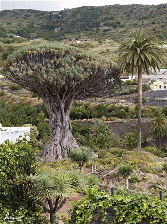 Foto de Icod de los Vinos (Santa Cruz de Tenerife), España