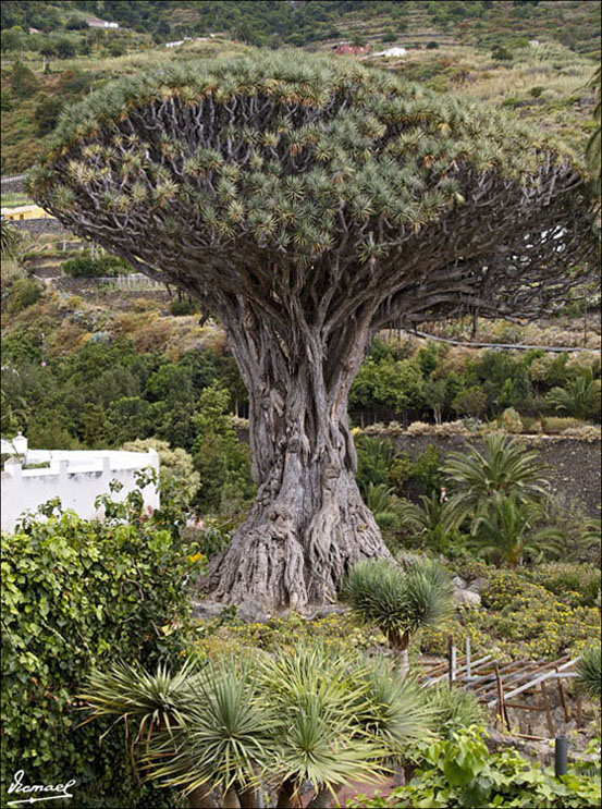 Foto de Icod de los Vinos (Santa Cruz de Tenerife), España