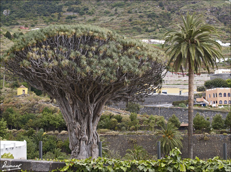 Foto de Icod de los Vinos (Santa Cruz de Tenerife), España