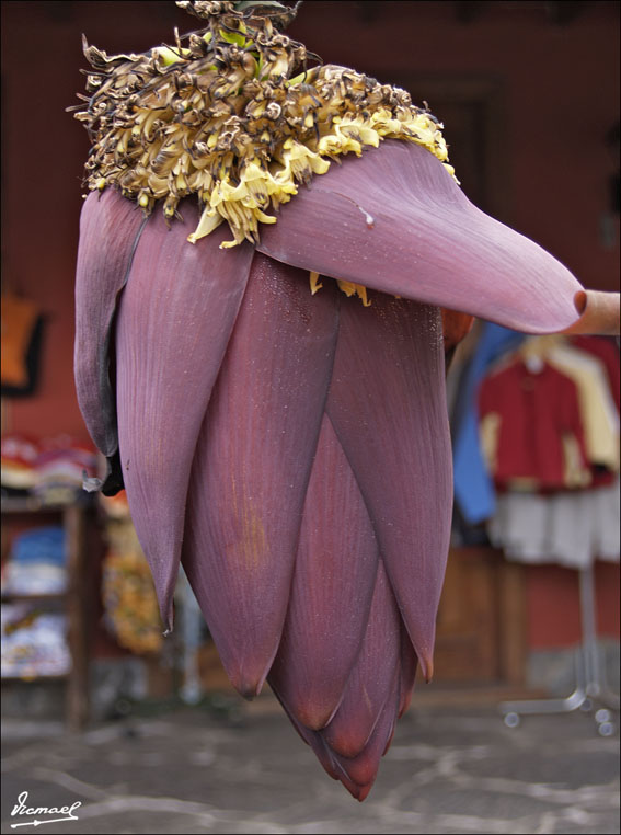 Foto de Icod de los Vinos (Santa Cruz de Tenerife), España
