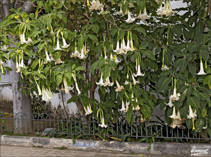 Foto de Icod de los Vinos (Santa Cruz de Tenerife), España